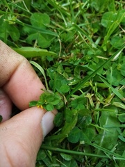 Trifolium micranthum