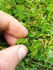 Trifolium micranthum