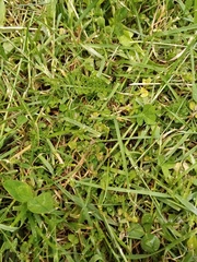 Trifolium micranthum