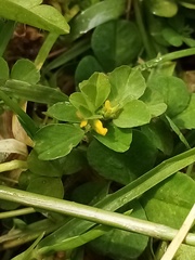 Trifolium micranthum