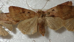 Diarsia mendica