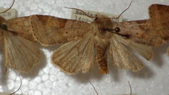 Diarsia mendica