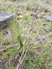 Thelymitra longifolia