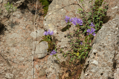 Campanula lingulata