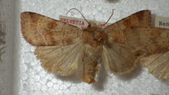 Diarsia mendica