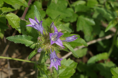 Campanula lingulata