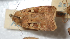 Diarsia mendica