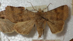 Diarsia mendica