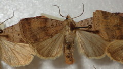 Diarsia mendica
