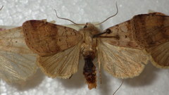Diarsia mendica