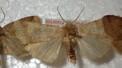 Diarsia mendica