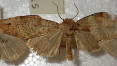Diarsia mendica
