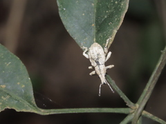 Dermatoxenus caesicollis