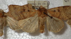 Diarsia mendica