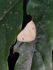 Topomesoides jonasii