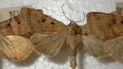 Diarsia mendica