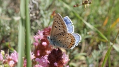 Polyommatus escheri