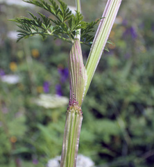 Selinum