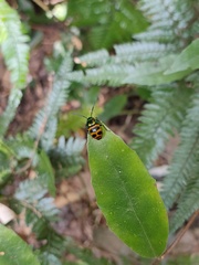 Chrysocoris fascialis
