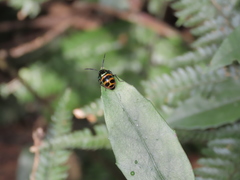 Chrysocoris fascialis