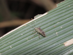 Cletomorpha simulans