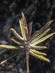 Bryophyllum