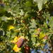 Quercus robur robur - Photo (c) Sylvain Piry, μερικά δικαιώματα διατηρούνται (CC BY-NC), uploaded by Sylvain Piry