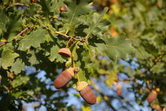 Quercus robur robur