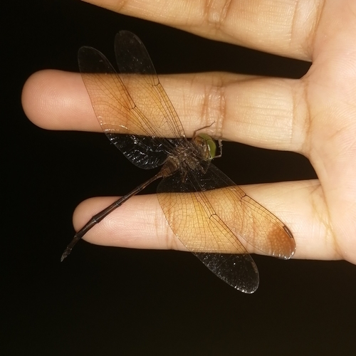 Dingy Dusk-darter photo 4