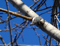 Sitta europaea albifrons