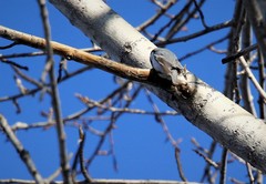 Sitta europaea albifrons