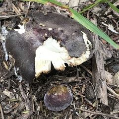 Russula aucklandica