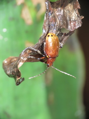 Gallerucida singularis