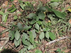 Boehmeria pilosiuscula