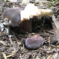 Russula aucklandica