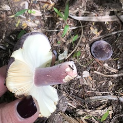 Russula aucklandica