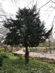Taxus baccata