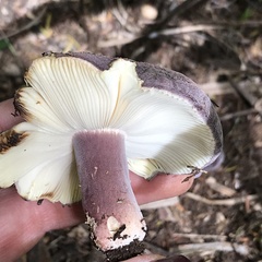 Russula aucklandica