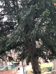 Taxus baccata