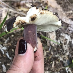 Russula aucklandica