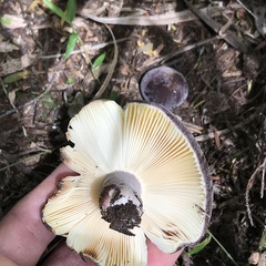 Russula aucklandica