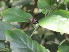 Eocanthecona concinna