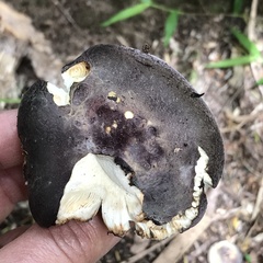 Russula aucklandica