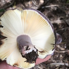 Russula aucklandica