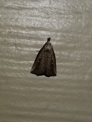 Macrochilo orciferalis