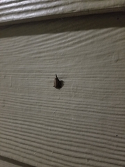 Macrochilo orciferalis