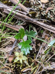 Rubus gunnianus
