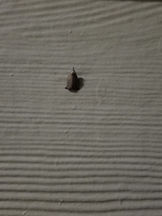 Macrochilo orciferalis