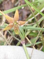 Anemonastrum tenuicaule
