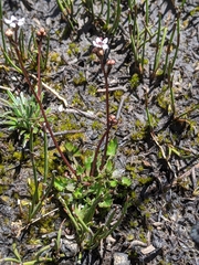 Oschatzia saxifraga